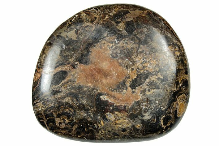 Polished Stromatolite (Greysonia) Pebble - Bolivia #302506